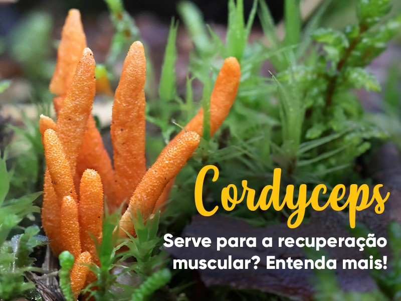 O cogumelo Cordyceps � um bom suplemento para a recupera��o muscular? Entenda mais como o extrato � usado na sa�de!